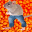 Rat with Beans