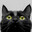 blackcat