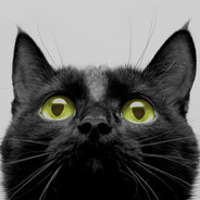 blackcat