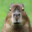 CapybaraEnjoyer's avatar