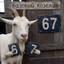 козелак 67