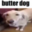 Butter Dog