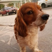 CAPITAN CULO RIKO UWU