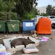 Аватар Волохаті Кавуни