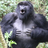Gorilla gorilla