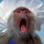 Monkey Chef