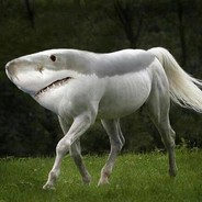 Shark horse