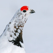 Rock Ptarmigan