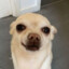 doge