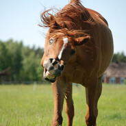 Horse With Rabies
