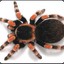 Tarantula Necmi