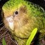 Riaa The Kakapo