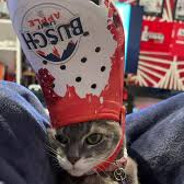 Bapple Cat