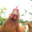 cocky
