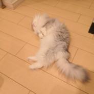 shubit