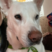 HcR -=NovaLiches[.1]=-