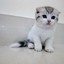 GodJI Scottish Fold