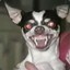 evil chihuahua