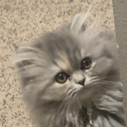cheddar