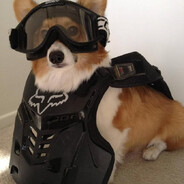 corgi