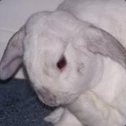 Ego - steam id 76561197961883056