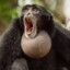 MonkeyAppreciationClub