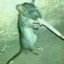 SUICIDE RAT