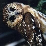 Owl Bitch <3