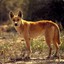 dingo