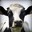 Moo