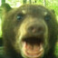 Fedor