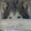 Psylantwolf