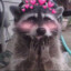 CelestialRacoon