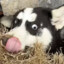 江东猛虎
