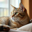 meow