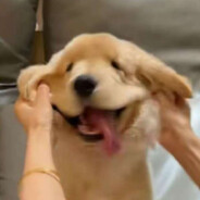 櫻音