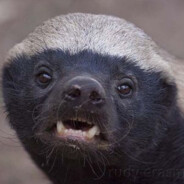 개미친벌꿀오소리