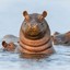 HiddenHippo