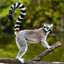 king julian