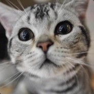 Big Avatar