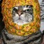 pineapple (real cat)
