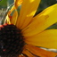 wantedplant