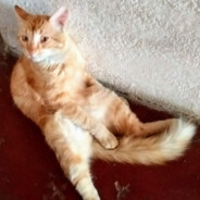 TomCat avatar