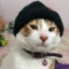 gato gorro con correa