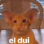 EL Dui :3