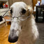 Gish's avatar