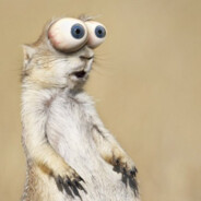 чел я суслик