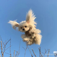 小胡小胡不迷糊