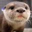 Purple_Otter