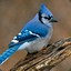 Petit Oiseau